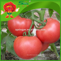 Chino Tomate cherry fresco